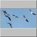 Grus grus - Kranich 04.jpg